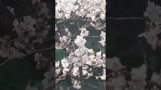 Walking Through The Blooming Spring In Kyoto