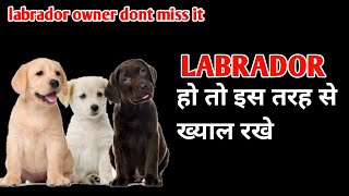 Labrador retriever का इस तरह से ख्याल रखे / take care of Labrador dog