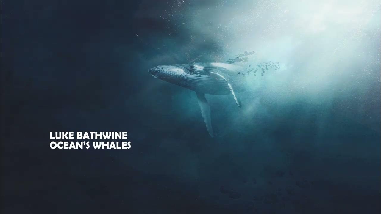 Кит купается. Кит 52 герца. Гигантский горбатый кит. Киты тонут. Киты кашалоты спят.