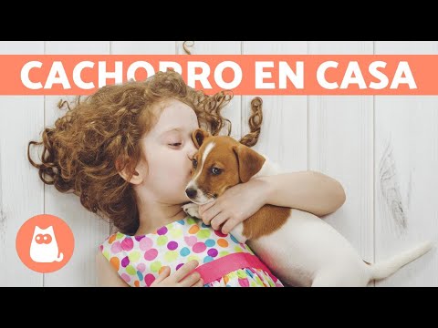 Video: Cachorro De Chihuahua Primer Día En Casa Nueva
