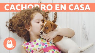 ¿Cómo RECIBIR A UN CACHORRO en casa?  Preparación del HOGAR