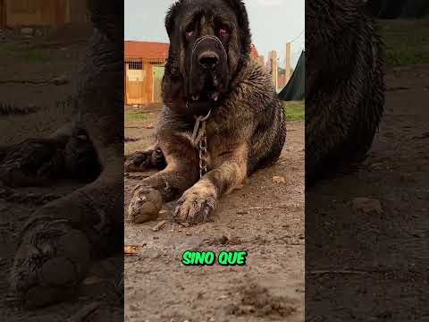 🐶PERROS PROHIBIDOS en