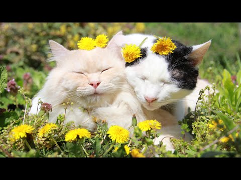 たんぽぽと猫 2021 Dandelion cat 210519