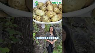南酸枣