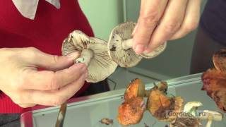 Как не отравиться грибами (Видео)