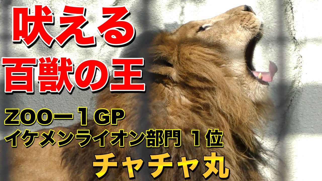 吠えるライオン 日本一のイケメンライオン チャチャ丸 の鳴き声 ライオンの鳴き声 Youtube