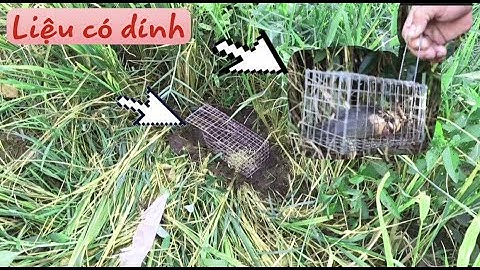 Bẫy chuột đồng khi lúa mới cắt ….