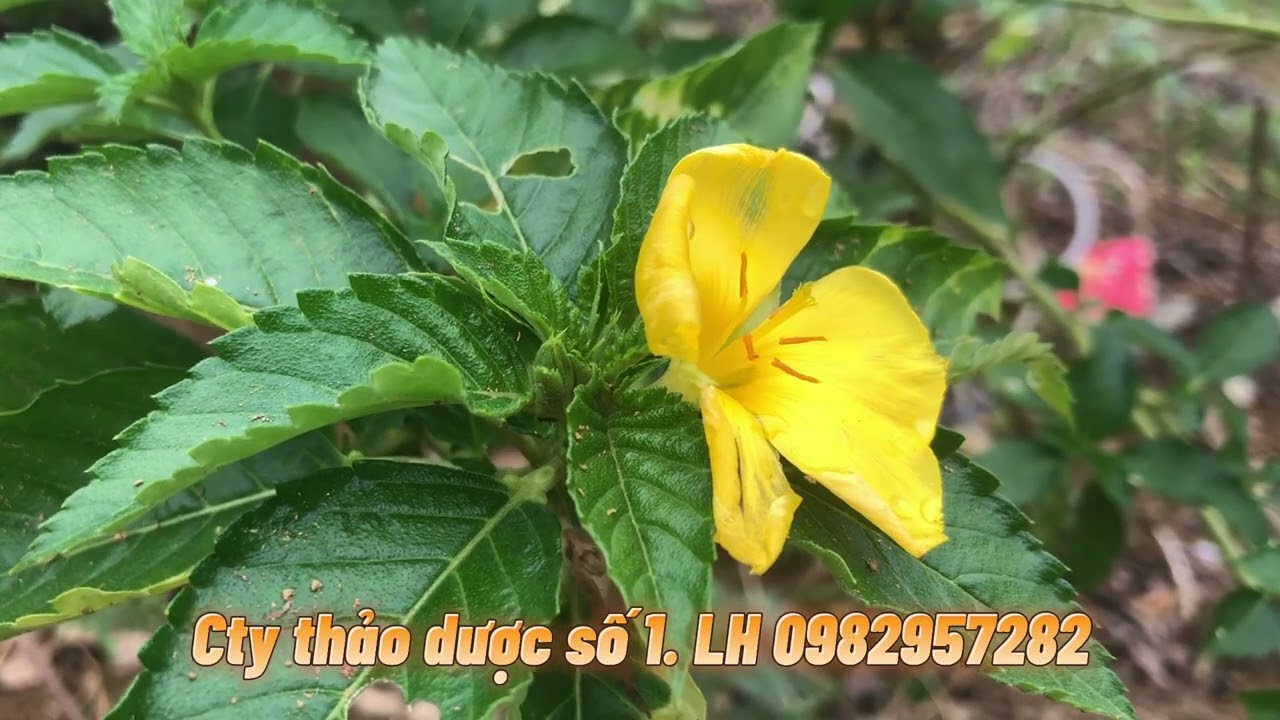 Cây Đông hầu