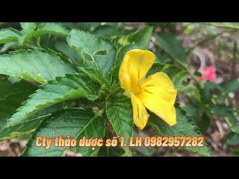 Video Cây Đông hầu