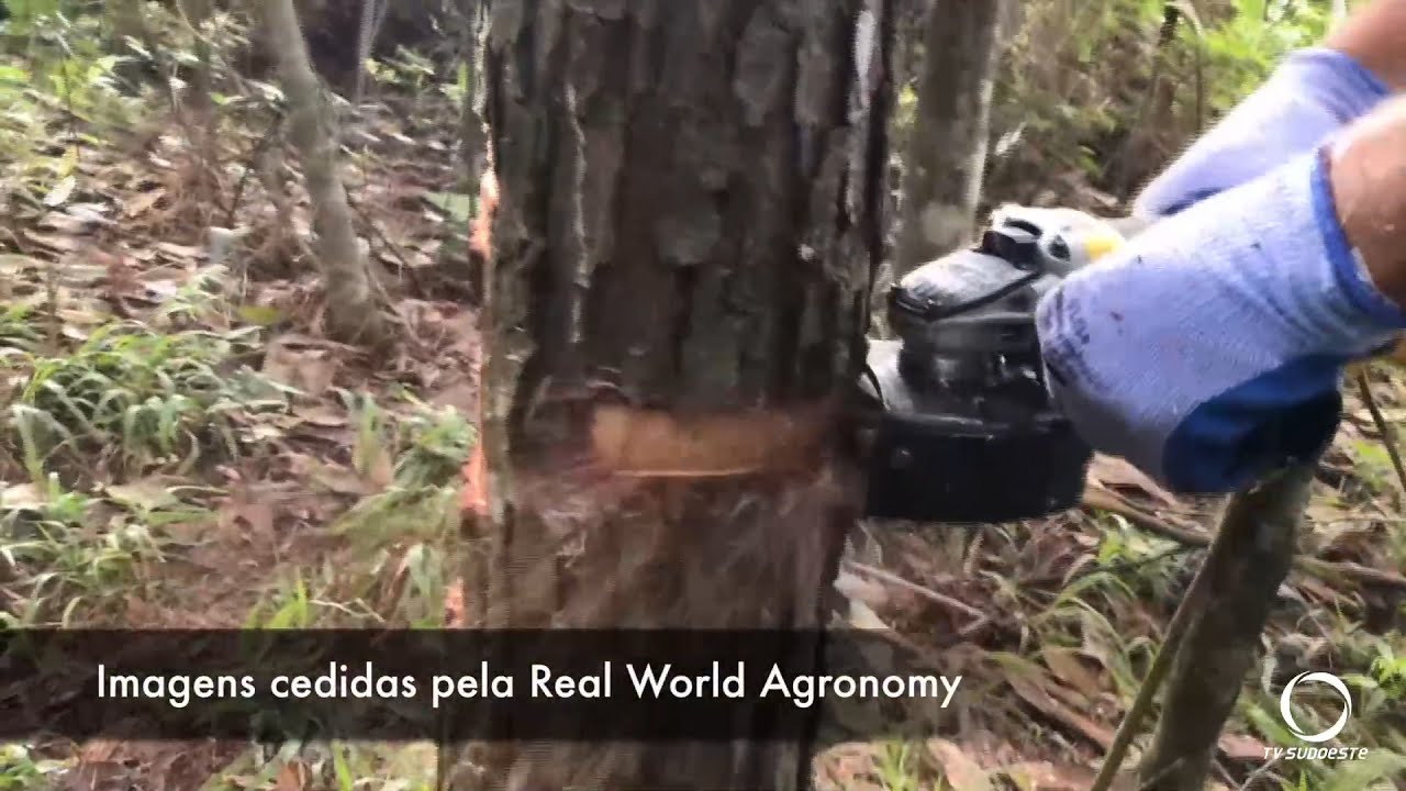 Novas tecnologias permitem extração da resina em florestas de pinus