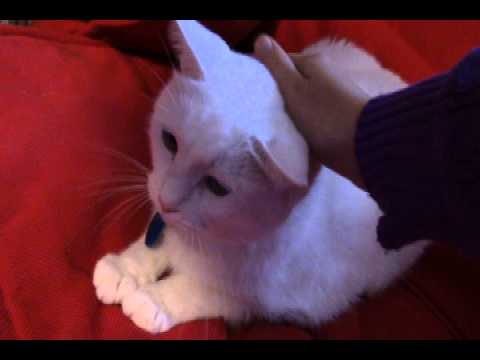 catnip oil Jupeys paws = ouchies