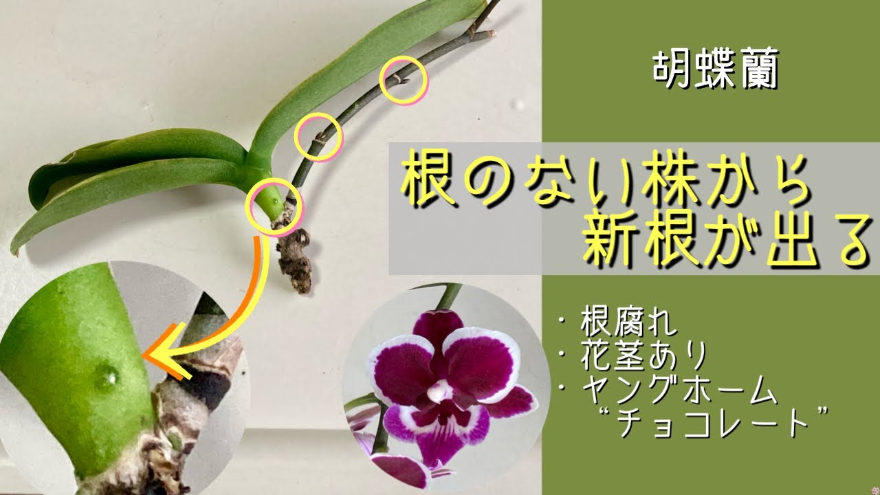胡蝶蘭　残1つ 胡蝶蘭 3本立ち白48輪以上 [000326]の通販 | ヒカル・オーキッド