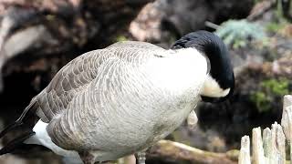 Canada Goose is grooming by Sharmin Ritterson 218 views 3 months ago 1 minute, 36 seconds