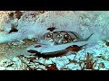 Voyage to the Planet of Prehistoric Women (1968) Sci-fi Movie