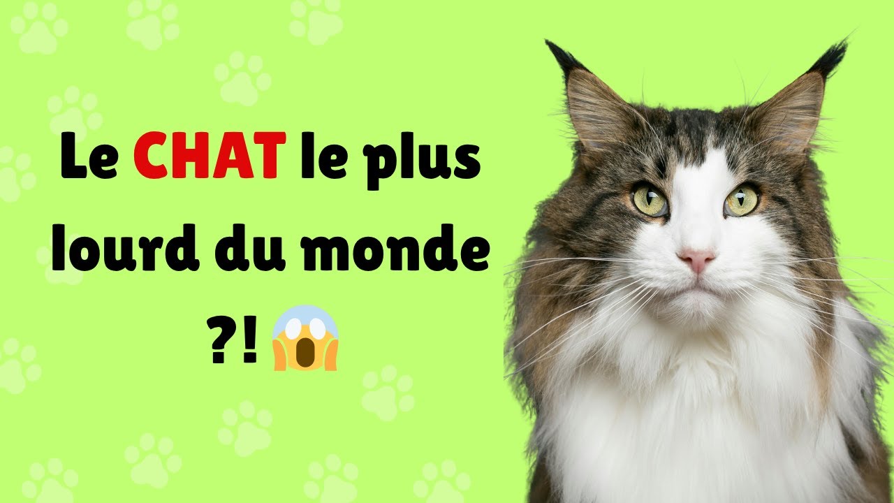 Les 10 Chats les Plus Lourd du Monde 🐱⚖️ – Des Félins Impressionnants !