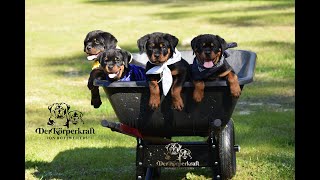 DKV Rottweilers Video Collection | 5Y Litter @ 10wks (2)