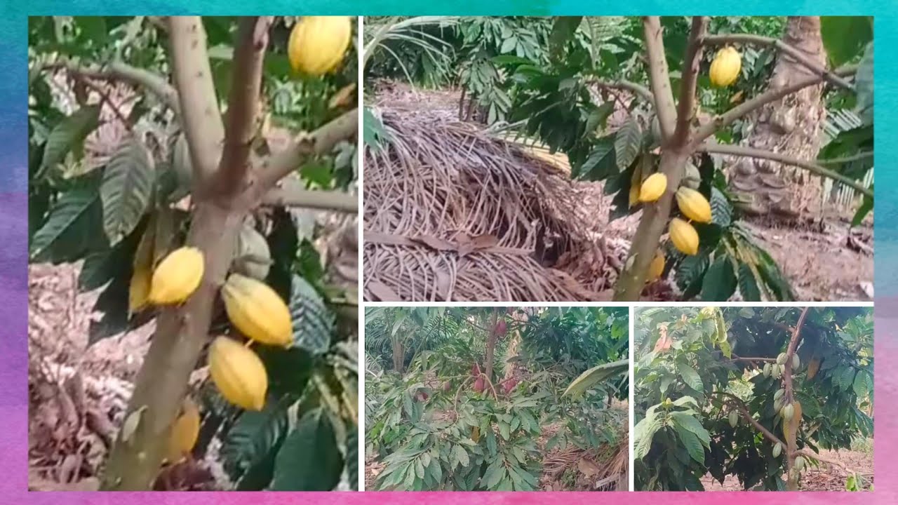cocoa trees in Telugu cocoa use in chocolate at home YouTube