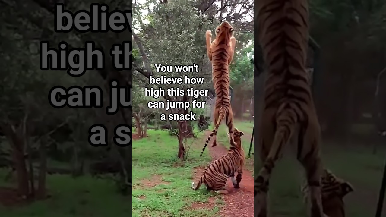 Tiger Insane Vertical Leap! 