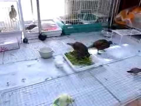 鳥と豆苗
