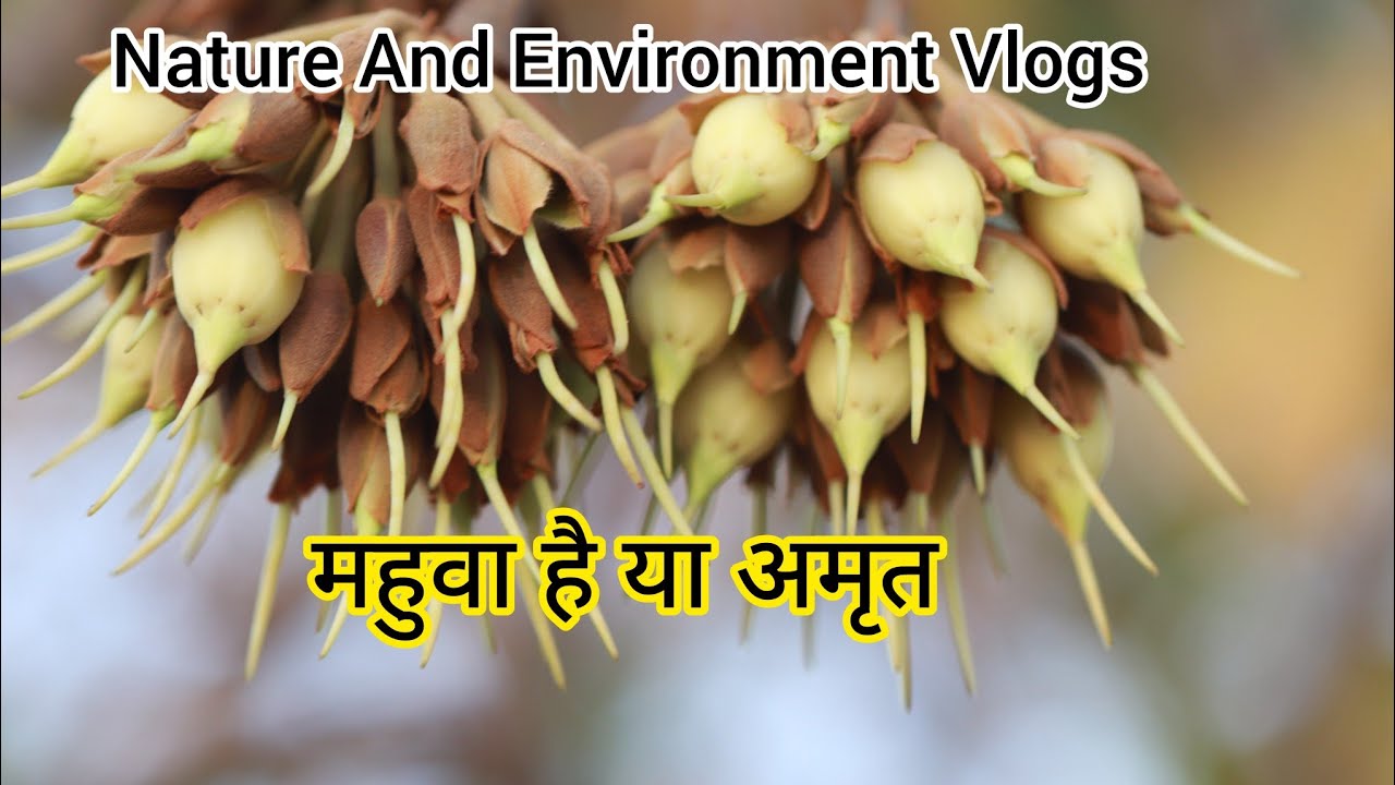 "Mahua Tree Benefits: Medicinal, Cultural & Environmental Facts" | Mahua Story