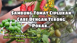 Cara Sambung Pucuk Tomat,Cabe Dan Ciplukan Dengan Pokak By O'Gp || grafting tomato and eggplant