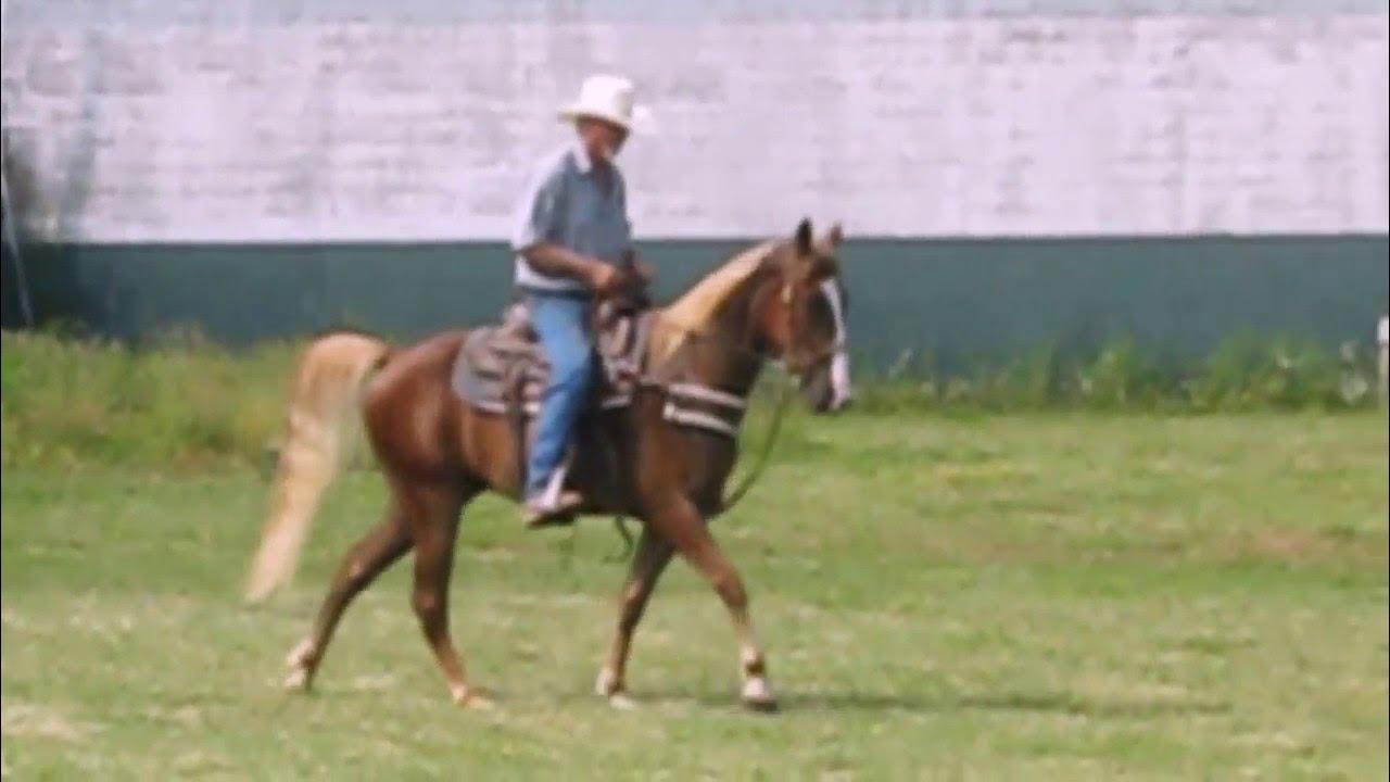Registered TWH For Sale in Rockvale, TN YouTube