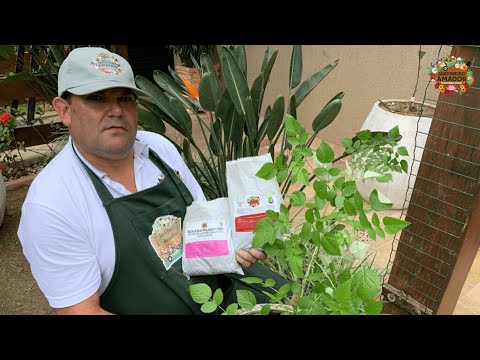 Vídeo: Dicas para treinar framboesas - Aprenda a plantar framboesas em treliça