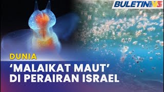 Download lagu DUNIA | Haiwan Bersayap ’Serang’ Laut Merah
