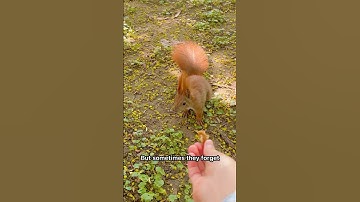 How Squirrels Plant Millions of Trees