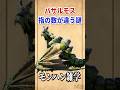9割が知らない、バサルモスの指の数が変わる謎 #モンハン雑学 #モンハン #モンスターハンター