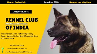 Amercan Akita Breed | Dog Show 2024 #americanakita #dogshow2024