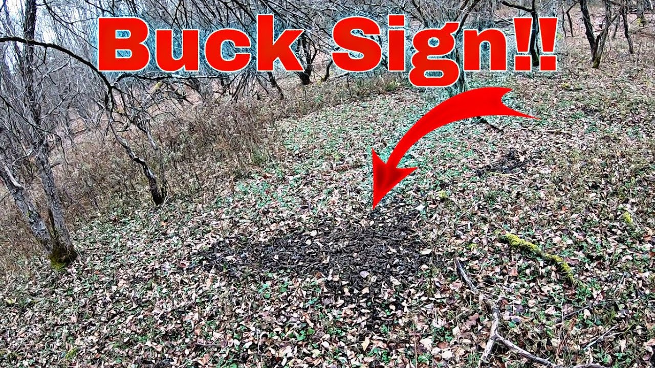 Buck Sign Found!! New York Rifle Season 2023 (Ep. 2) - YouTube