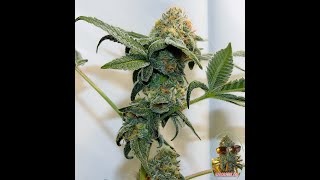 MANIFOLDING THUG PUG GENETICS DAY 49