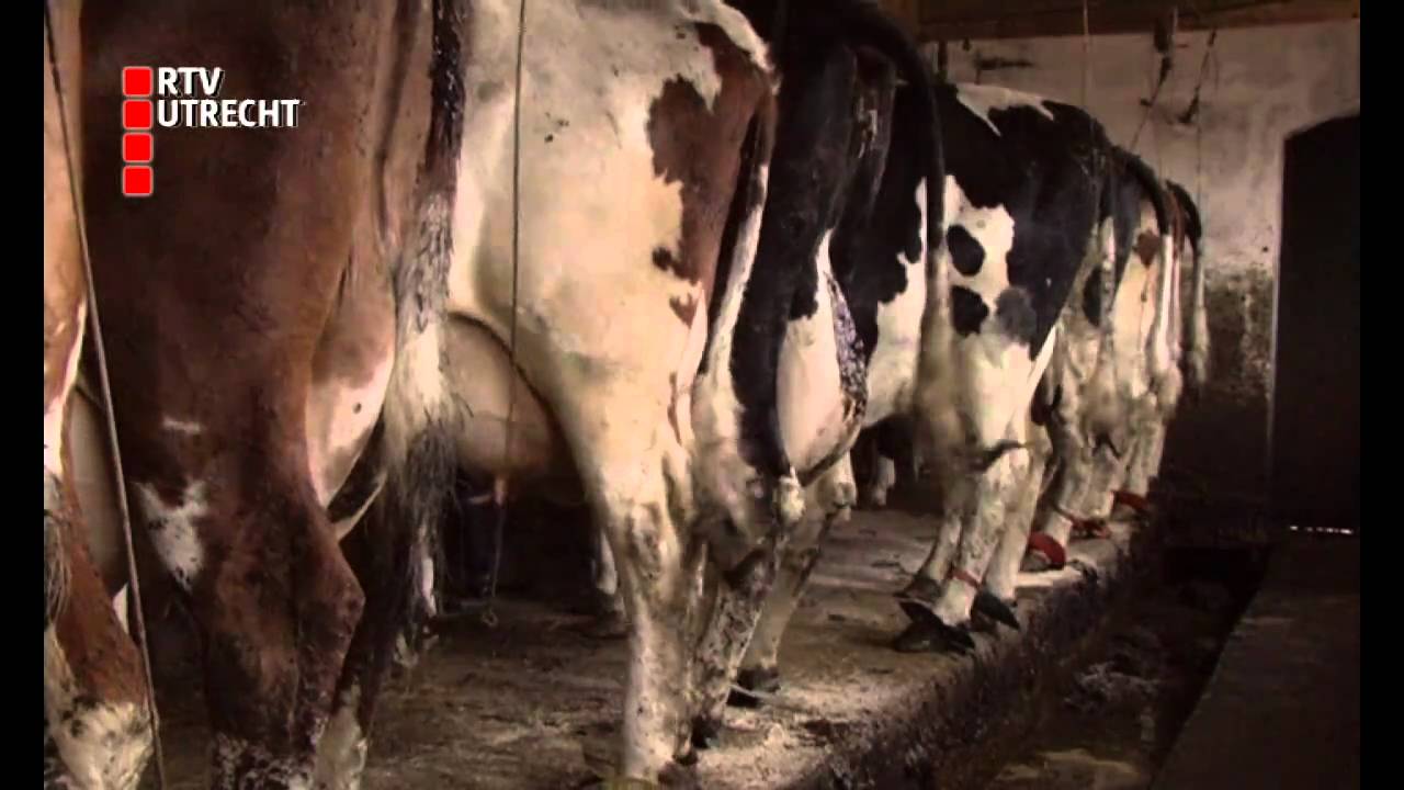 Kalfjes zijn teken van begin lente