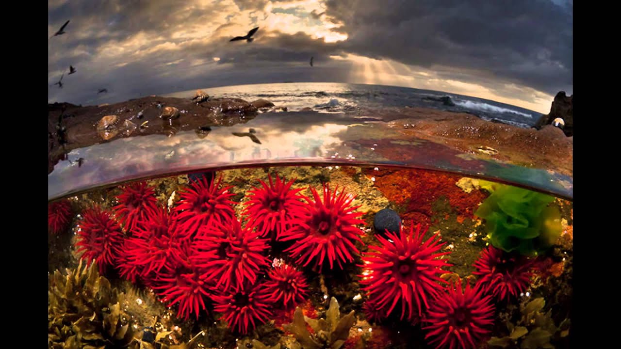 A Parallel Universe: My Half-Underwater Pics Show What Hides Beneath The Waves