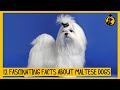 12 Fascinating Facts About Maltese Dogs (#6 Might Surprise You)