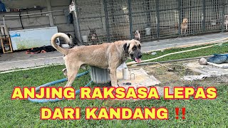 THOR ANJING RAKSASA KABUR DARI KANDANGNYA ‼️