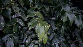 Pruning Mahonia  Burncoose Nurseries