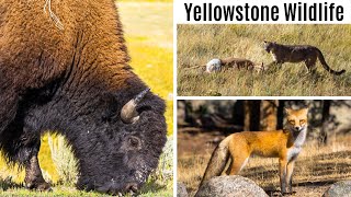 Yellowstone Wildlife Encounters | Bison, Cougar, Red Fox, Elk, Coyote, Pronghorn Antelope