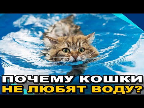 Почему Кошки Не Любят Воду? Причина Вас Удивит ¤ НЕОБЫЧАЙНОЕ