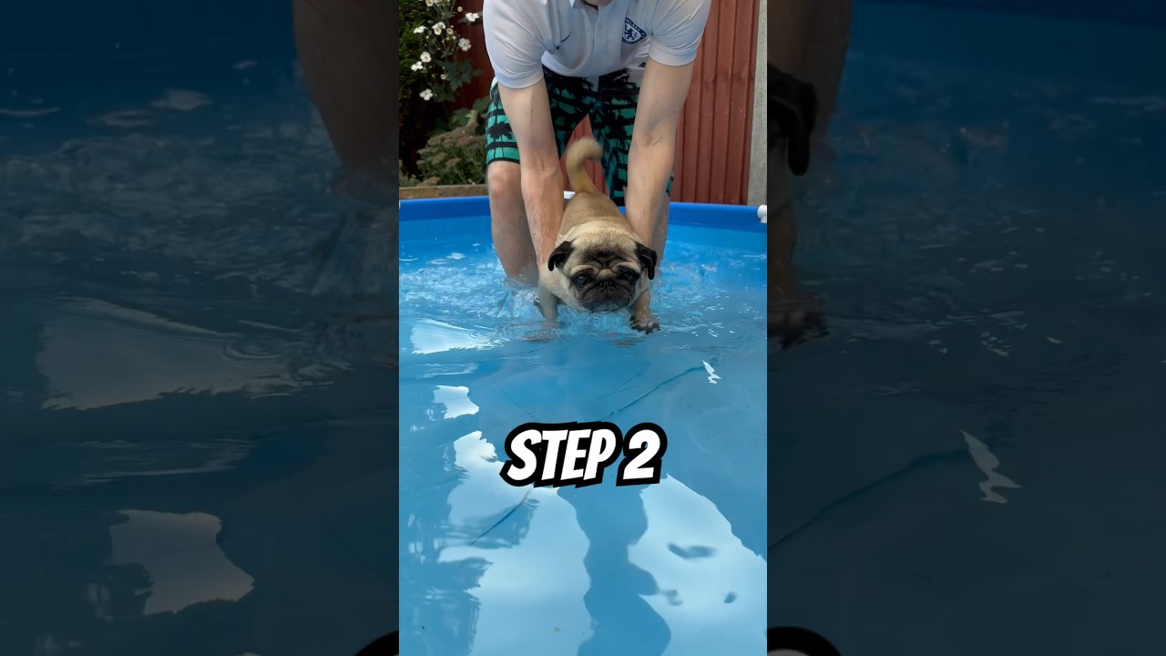 Мопсы умеют плавать?! 