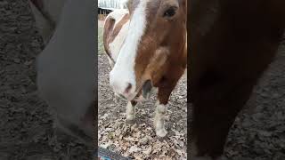 le poney et la jument