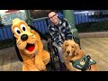 Golden Retriever Service Dog Meeting Disney's Pluto Will Make You Smile Golden Retriever Service Dog Meeting Disney's Pluto Will Make You Smile