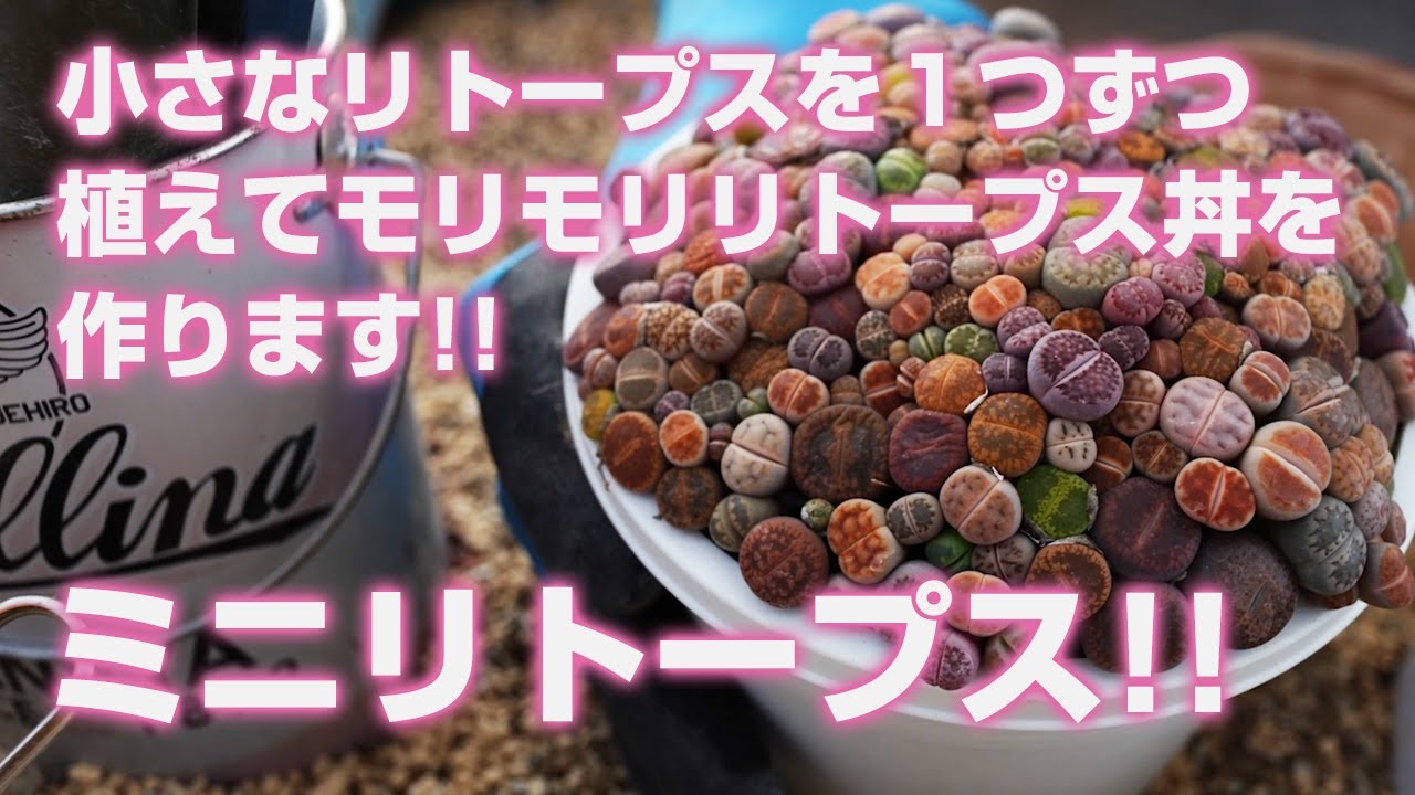 Succulent] Plant small lithops one by one to make a lush lithops