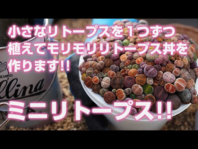 Succulent] Plant small lithops one by one to make a lush lithops