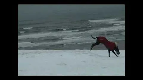 Greyhound Having Fun in the Snow