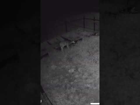 HIS HOUSE CAT KILLED A DEER?