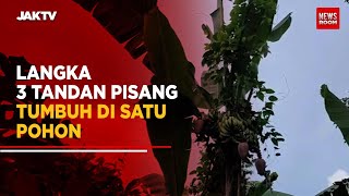 Langka, 3 Tandan Pisang Tumbuh di Satu Pohon