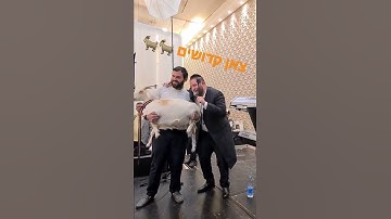Thumbnail of הזמר שמוליק קליין מקפיץ את הקהל בחתונה, צאן קדושים חובת צפיה!!!💥🔥