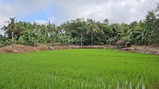 Download Lagu Dijual tanah murah sawah dan kebun kelapa luas 1 hektar harga 20 rb permeter Negosiasi  MP3